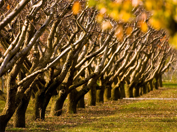 Arbres d'automne