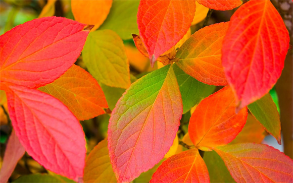 Mélange de feuilles