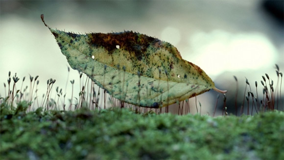 Feuilles sur gazon