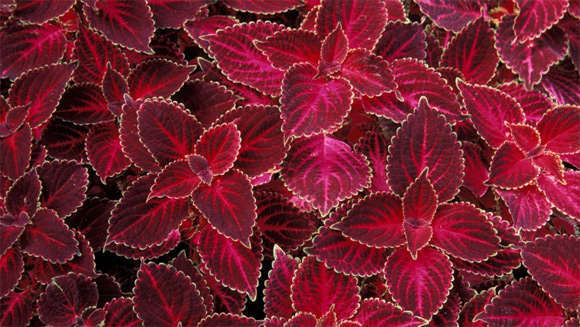 Tapis de feuilles