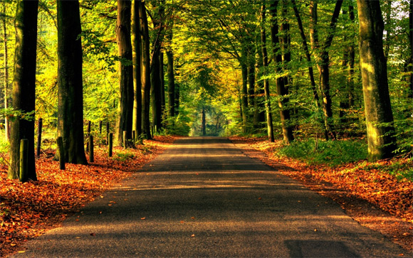 Route d'automne
