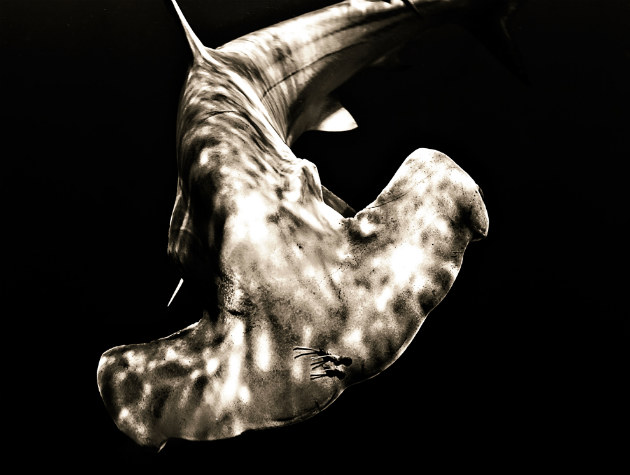 Concours Photo NG 35
