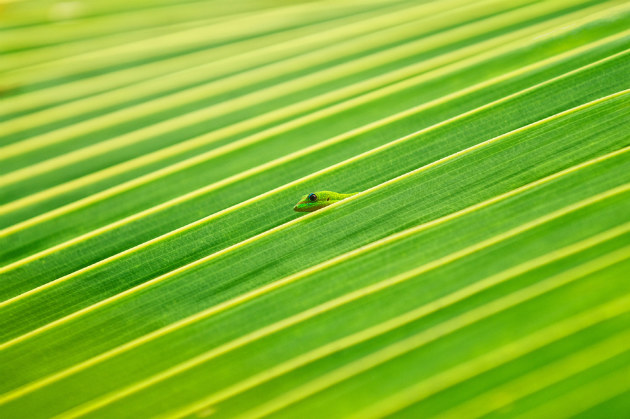 Concours Photo NG 49