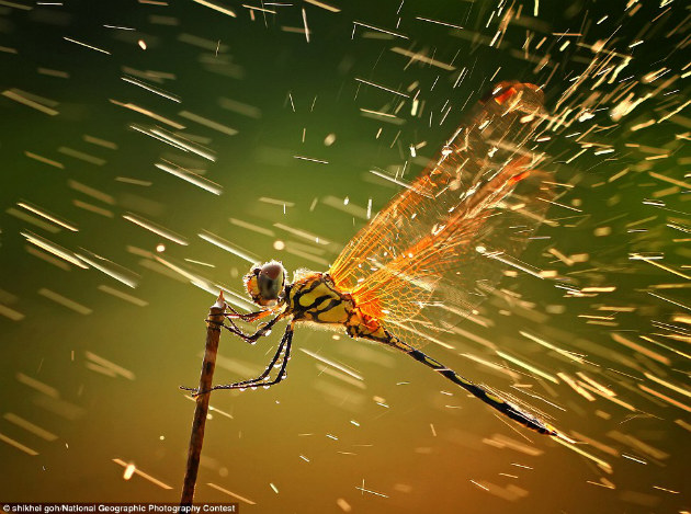 Concours Photo NG 54