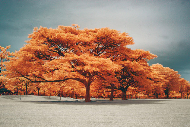photographie infrarouges 6